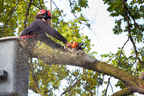 Best Tree Branch Trimming  in Goose Creek Village, VA